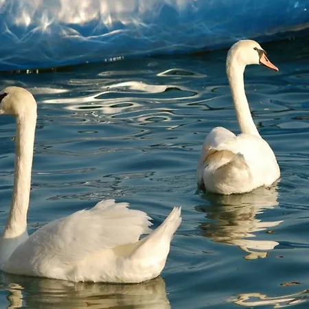 Bonaca סקארדין